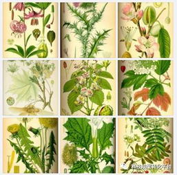 植物提取物是食品添加劑還是食品？深度解析其身份與研發(fā)意義